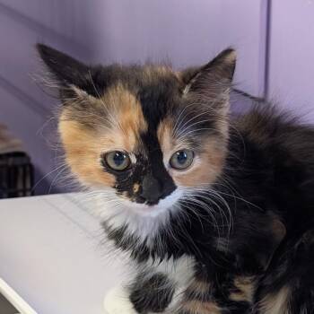 Norway -  Domestic Long Hair Cat for Adoption in Redwood Valley, California - Norway | PetCurious