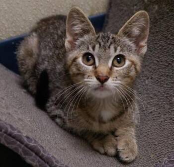 Nani -  Domestic Short Hair Cat for Adoption in Baraboo, Wisconsin - Nani | PetCurious