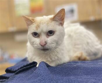 Rescue Domestic Short Hair Cats for Adoption in Aliquippa, Pennsylvania - MITTENS | PetCurious