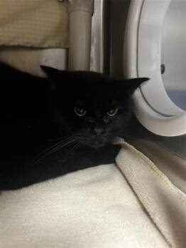 Olivia -  Domestic Short Hair Cat for Adoption in Montreal, Quebec - Olivia | PetCurious