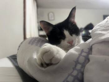 Rescue Domestic Short Hair Cats for Adoption in Akron, Ohio - Henny | PetCurious