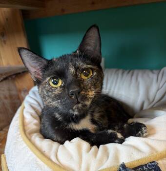 Maggie -  Domestic Short Hair Cat for Adoption in Brookings, South Dakota - Maggie | PetCurious