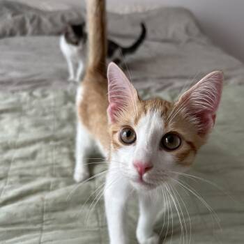 Rescue Domestic Short Hair Cats for Adoption in Philadelphia, Pennsylvania - Devo | PetCurious
