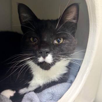 Domestic Short Hair Cats Available for Adoption in Woodinville, Washington - Velcro | PetCurious