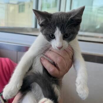 Kiko -  Domestic Short Hair Cat for Adoption in Midland, Texas - Kiko | PetCurious