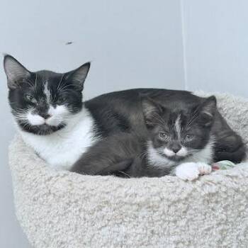 Domestic Short Hair Cats Available for Adoption in South Elgin, Illinois - Sweets | PetCurious