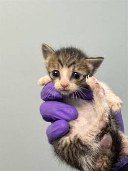 Rescue Domestic Short Hair Cats for Adoption in Doral, Florida - KIT KATT | PetCurious