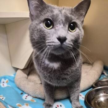 Domestic Short Hair Cats Available for Adoption in South Elgin, Illinois - Aster | PetCurious