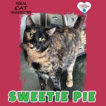 Sweetie Pie -  Domestic Short Hair Cat for Adoption in Squamish, British Columbia - Sweetie Pie | PetCurious