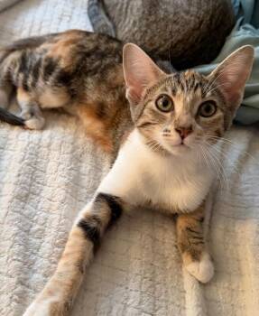 Chamomile- Tea Time Litter -  Tabby Cat for Adoption in Anthem, Arizona - Chamomile- Tea Time Litter | PetCurious