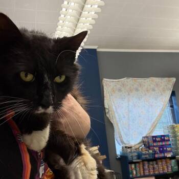 Domestic Long Hair Cats Available for Adoption in Summerlee, West Virginia - Zorro | PetCurious