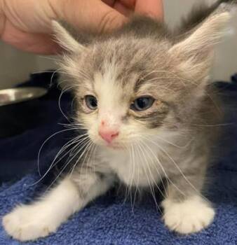 Earl -  Domestic Medium Hair and Domestic Short Hair Cat for Adoption in Lampasas, Texas - Earl | PetCurious