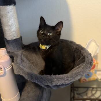 Rescue Domestic Short Hair Cats for Adoption in Chino Hills, California - Casper C000-518 | PetCurious