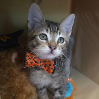Tyga -  Domestic Short Hair Cat for Adoption in Wiggins, Mississippi - Tyga | PetCurious