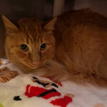 Chumps -  Domestic Long Hair Cat for Adoption in Murray, Utah - Chumps | PetCurious