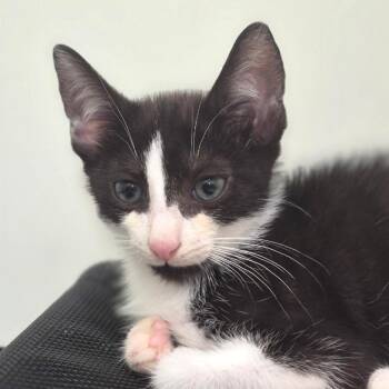 Reef -  Domestic Short Hair Cat for Adoption in Chapel Hill, North Carolina - Reef | PetCurious