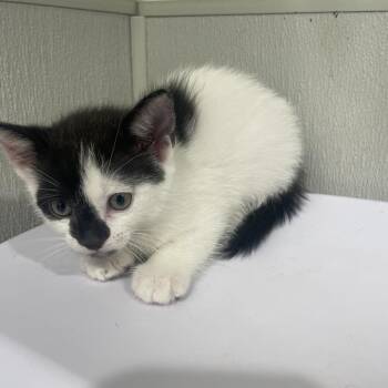 Shelby -  Domestic Short Hair Cat for Adoption in Clearwater, Florida - Shelby | PetCurious