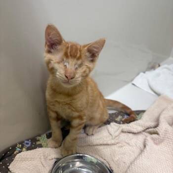 Peanut Butter -  Domestic Short Hair Cat for Adoption in St. Helena, California - Peanut Butter | PetCurious