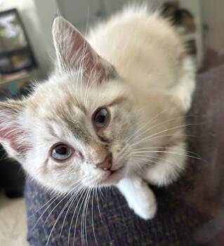 Cinnamon Chai -  Siamese Cat for Adoption in Austin, Texas - Cinnamon Chai | PetCurious