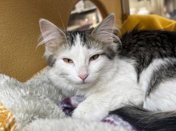 Domestic Medium Hair Cats Available for Adoption - Adelaide | PetCurious