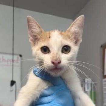 Gourd -  Domestic Short Hair Cat for Adoption in Bolivar, Missouri - Gourd | PetCurious
