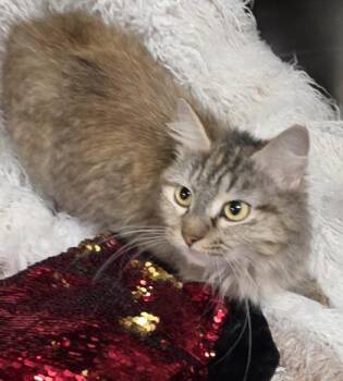 Domestic Long Hair and Domestic Short Hair Cats Available for Adoption in Conway, South Carolina - Magenta | PetCurious