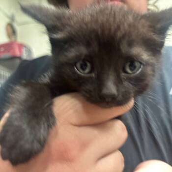 Rescue Domestic Short Hair Cats for Adoption in Napoleon, Ohio - Ink 48C25 | PetCurious