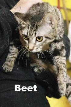 Beet -  Tabby Cat for Adoption in Macomb, Illinois - Beet | PetCurious