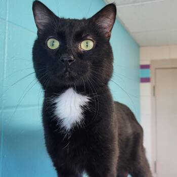 Rescue Domestic Short Hair Cats for Adoption in Chilton, Wisconsin - Rigly | PetCurious