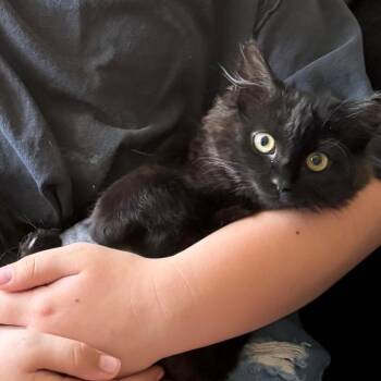 Domestic Long Hair Cats Available for Adoption in Greenville, South Carolina - HR Flufnstuf | PetCurious