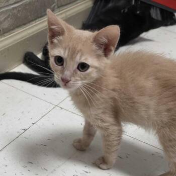Wings -  Domestic Short Hair Cat for Adoption in Davenport, Iowa - Wings | PetCurious