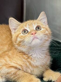 Raspberry -  Domestic Medium Hair and Domestic Short Hair Cat for Adoption in Elmira, New York - Raspberry | PetCurious