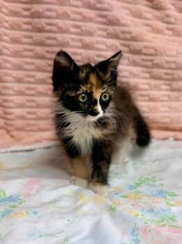 Jasmine -  Domestic Long Hair and Domestic Short Hair Cat for Adoption in Visalia, California - Jasmine | PetCurious