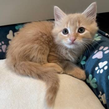 Domestic Medium Hair Cats Available for Adoption - Bop | PetCurious