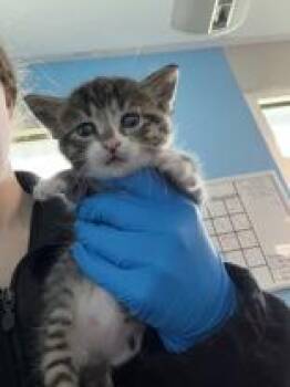 Citrus -  Domestic Medium Hair Cat for Adoption in Charleston, South Carolina - Citrus | PetCurious