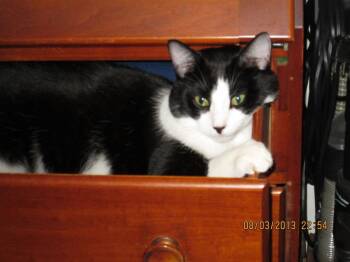 Sabrina & Sylvester -  Tortoiseshell and Domestic Short Hair Cat for Adoption in Fultonham, New York - Sabrina & Sylvester | PetCurious