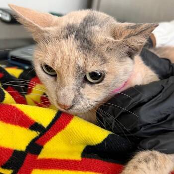 Ohana -  Domestic Short Hair Cat for Adoption in Lakeland, Florida - Ohana | PetCurious