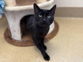 Sancho -  Domestic Short Hair Cat for Adoption in Mission Viejo, California - Sancho | PetCurious