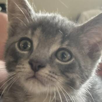 Stinker -  Domestic Short Hair Cat for Adoption in West Olive, Michigan - Stinker | PetCurious