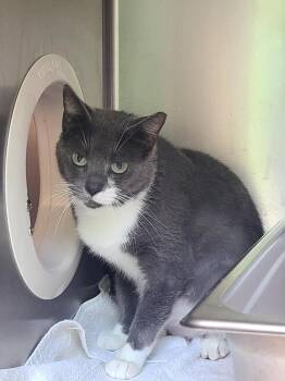 MISTY -  Domestic Short Hair Cat for Adoption in New Bern, North Carolina - MISTY | PetCurious