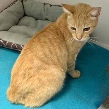 Rescue Tabby Cats for Adoption in Green Valley, Arizona - Butterscotch | PetCurious