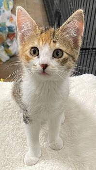Domestic Short Hair Cats Available for Adoption - Harley | PetCurious