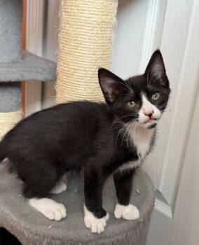 Digit -  Extra Toes Cat Hemingway Polydactyl and Tuxedo Cat for Adoption in Orlando, Florida - Digit | PetCurious