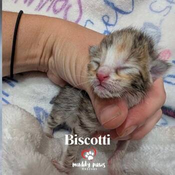 Rescue Domestic Short Hair Cats for Adoption in Council Bluffs, Iowa - Biscotti | PetCurious