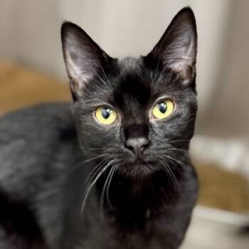 Rescue Domestic Short Hair Cats for Adoption in Atlanta, Georgia - Batgirl | PetCurious