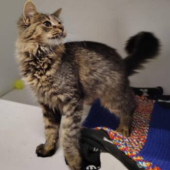 Clove -  Domestic Long Hair Cat for Adoption in Dearborn, Michigan - Clove | PetCurious