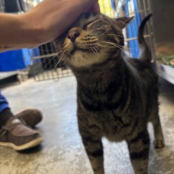 Ash -  Domestic Short Hair Cat for Adoption in Walker, Michigan - Ash | PetCurious