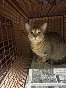 Pretty -  Domestic Short Hair Cat for Adoption in Austin, Texas - Pretty | PetCurious