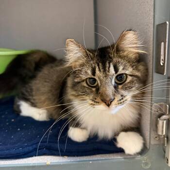 Vanna -  Domestic Long Hair Cat for Adoption in Cedar Rapids, Iowa - Vanna | PetCurious