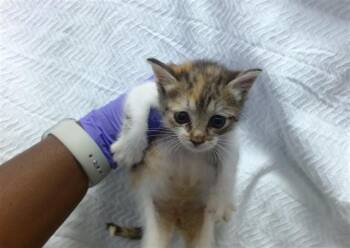 STORMI -  Domestic Short Hair Cat for Adoption in Doral, Florida - STORMI | PetCurious